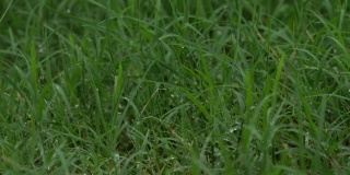 中近的绿草被雨滴淋湿，在微风中轻轻摇曳
