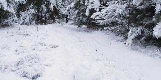 冬天的风景在一片松柏雪原的森林里，雪花飞舞而过