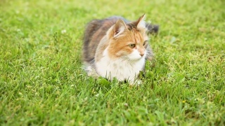 傲慢的短毛家庭滑稽虎斑猫溜过新鲜的绿色草地背景。夏天，小猫在花园后院散步。宠物保健和动物理念视频素材模板下载