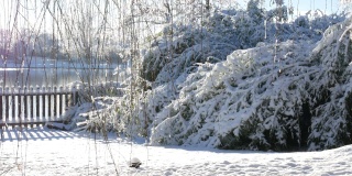 雪轻轻地落在竹林上的一堆新雪上