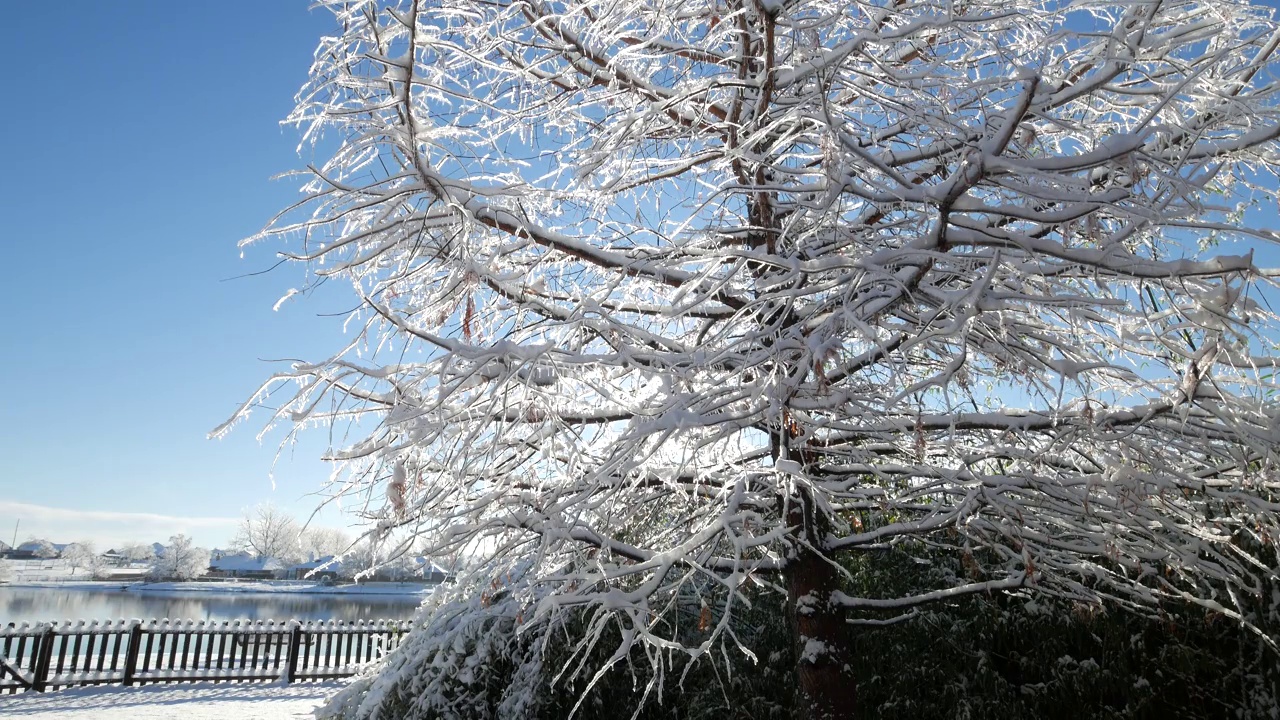 剪裁稳定的镜头，雪花落在一棵被冰覆盖的松树上