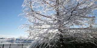 剪裁稳定的镜头，雪花落在一棵被冰覆盖的松树上