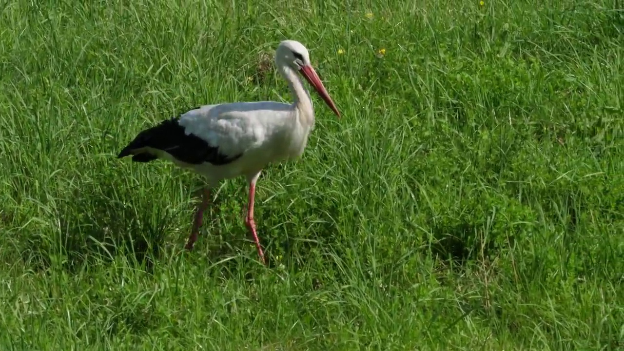 白鹳走在田野上寻找食物。动物野生动物的本性。成年欧洲白鹳鸟在绿色的夏季草地上行走和吃青蛙。鸟在自然界中。