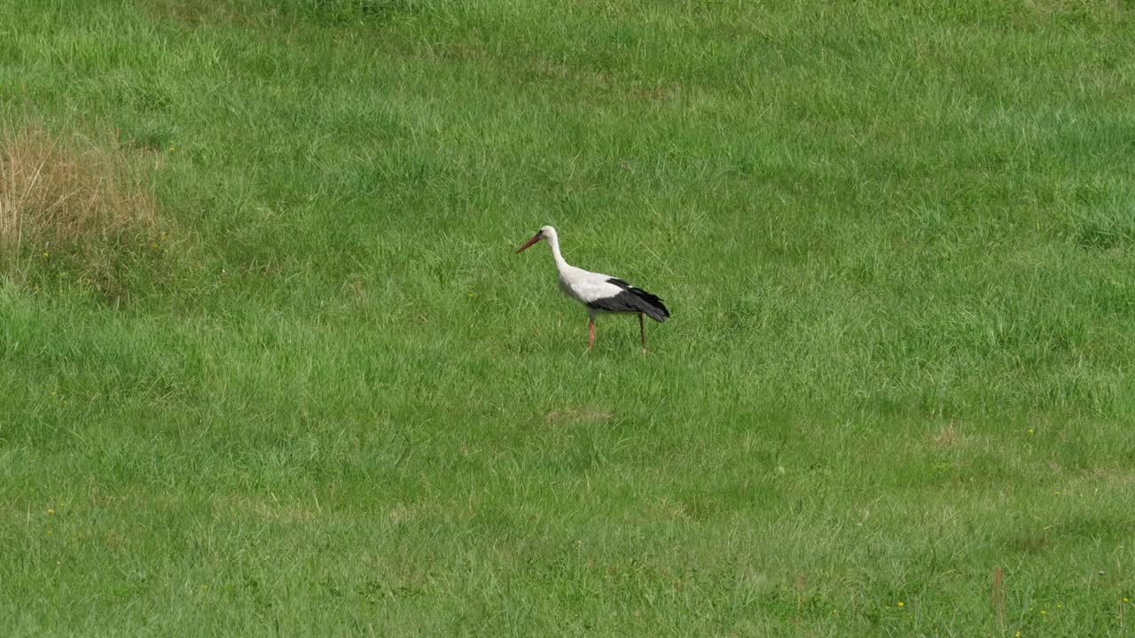 白鹳走在田野上寻找食物。动物野生动物的本性。成年欧洲白鹳鸟在绿色的夏季草地上行走和吃青蛙。鸟在自然界中。