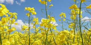 黄花油菜花农业田。美丽的油菜籽田春天的蓝天。缓慢的运动。近距离拍摄油菜上的黄花背景蓝色的天空。