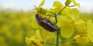 大甲虫在油菜花黄花菜田上的研究。美丽的油菜籽田春天的蓝天。近距离拍摄油菜上的黄花背景蓝色的天空。
