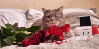 猫在床上和红玫瑰庆祝情人节