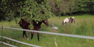 马沿着篱笆走。4 k的视频