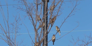 一群棕色的小鸟栖息在一棵光秃秃的树上