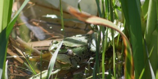 在交配仪式中，池塘中的普通水蛙会发出水泡声。