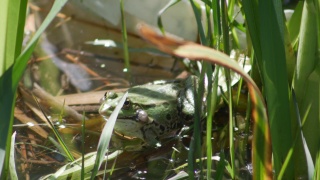 在交配仪式中，池塘中的普通水蛙会发出水泡声。视频素材模板下载