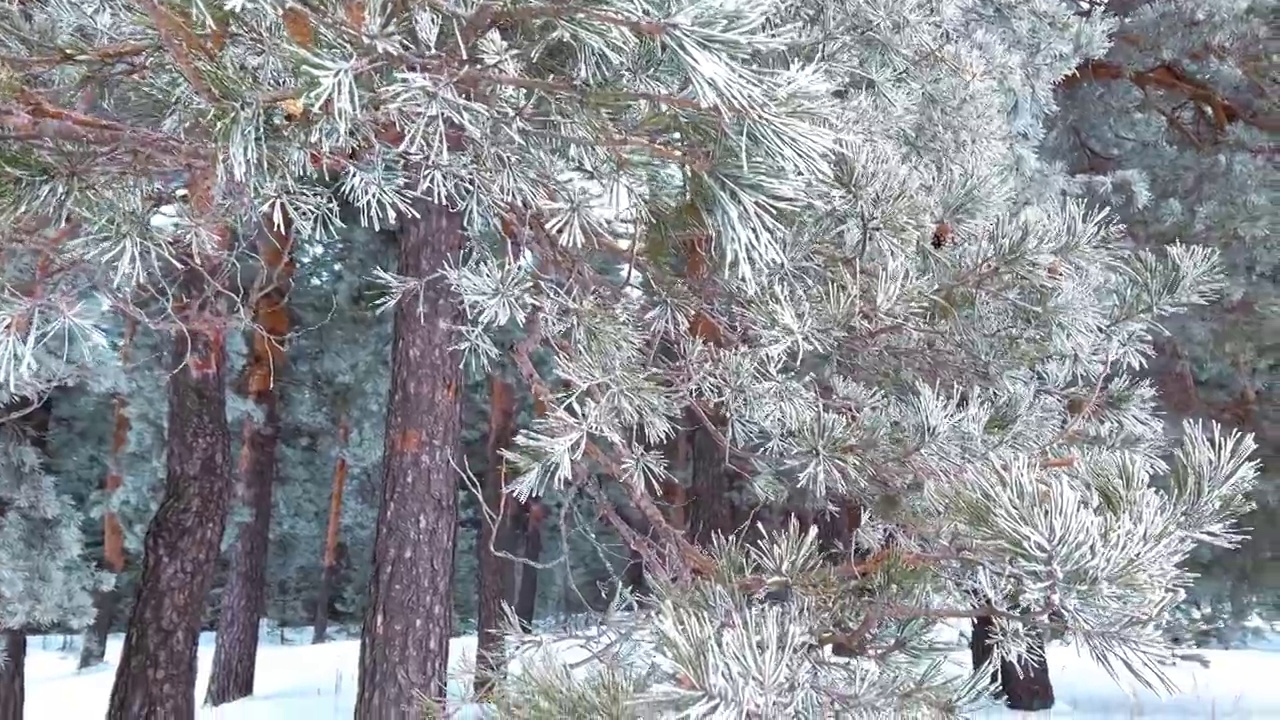 冰雪覆盖的冬季松树林。密密麻麻覆盖着霜的松枝