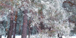 冰雪覆盖的冬季松树林。密密麻麻覆盖着霜的松枝