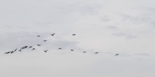 飞翔的鸟，成群的鸟在灰色的天空中飞翔，慢动作