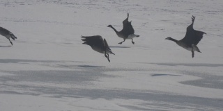 一群鹅从结冰的湖面上走着飞着