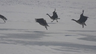 一群鹅从结冰的湖面上走着飞着视频素材模板下载
