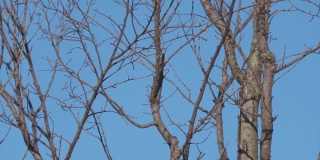 两只鸟最终从一棵光秃秃的树上飞走的广角镜头