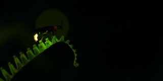 萤火虫。萤火虫粘在树叶上，拼命地发光。4K 60fps编辑为30fps。