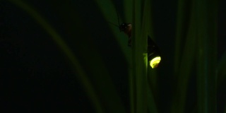 萤火虫。萤火虫粘在树叶上，拼命地发光。