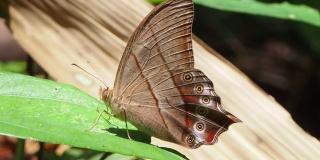 常见的红林蝶