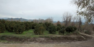 土耳其的橘子园全景视频