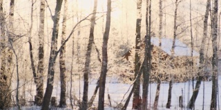 模糊，散焦的视频降雪在阳光村。美丽的冬季景观，雪和模糊的树木背景。阳光和下雪的天气，霜冻的寒冷的日子，黄色温暖的阳光。日落。4 k