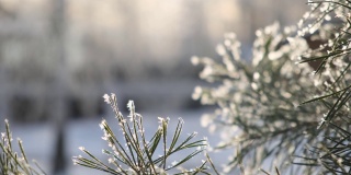 近距离观看美丽的绿色树枝的圣诞节新鲜的松树覆盖着霜白色的雪。阳光明媚的冬季森林景观。蓝色和黄色的天空。日落，4k库存视频素材。