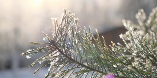 近距离观看美丽的绿色树枝的圣诞节新鲜的松树覆盖着霜白色的雪。阳光明媚的冬季森林景观。蓝色和黄色的天空。日落，4k库存视频素材。