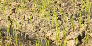 干旱土壤上的水稻幼树