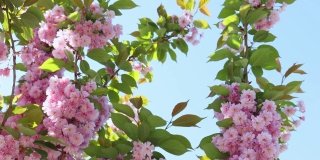 蓝天春日，樱花树上绽开粉红色的花朵，妇女节快乐
