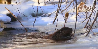 立陶宛，在寒冷晴朗的冬天吃海狸树枝