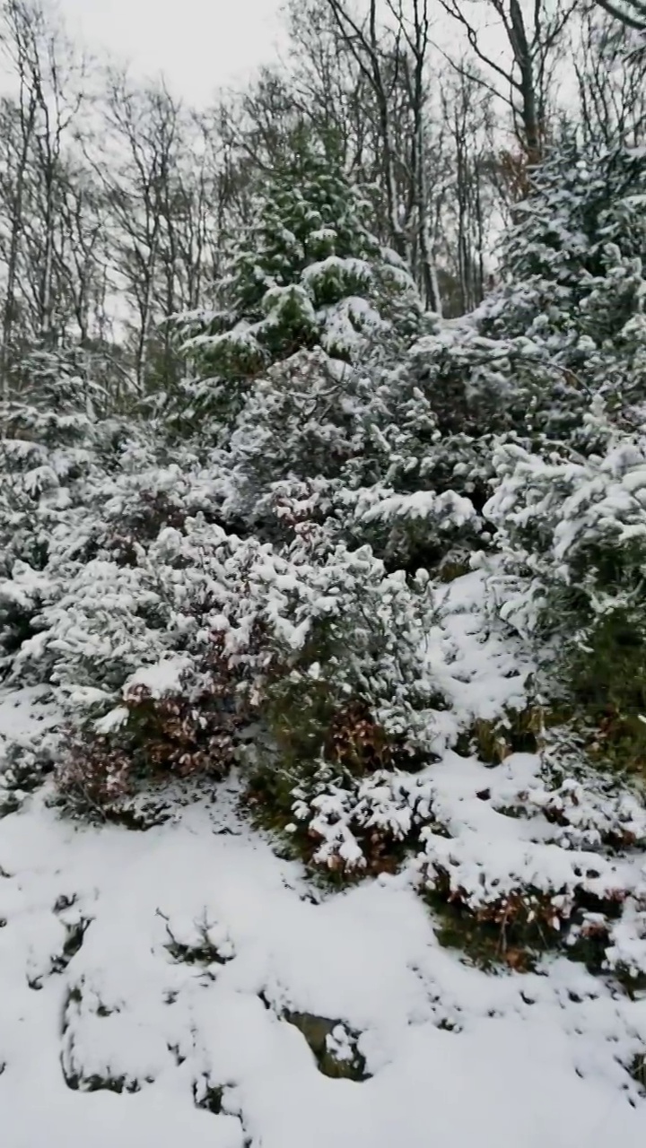 白雪皑皑的松树