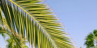 棕榈叶映衬着天空。有选择性的重点。大自然。
