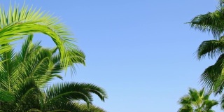 棕榈叶映衬着天空。有选择性的重点。大自然。