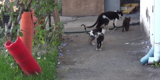 猫和许多婴儿呆在前院和玩耍