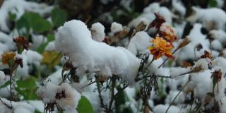 万寿菊上覆盖着第一场落雪