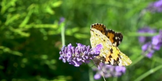 一只蜜蜂在自然界的一朵紫罗兰花上行走