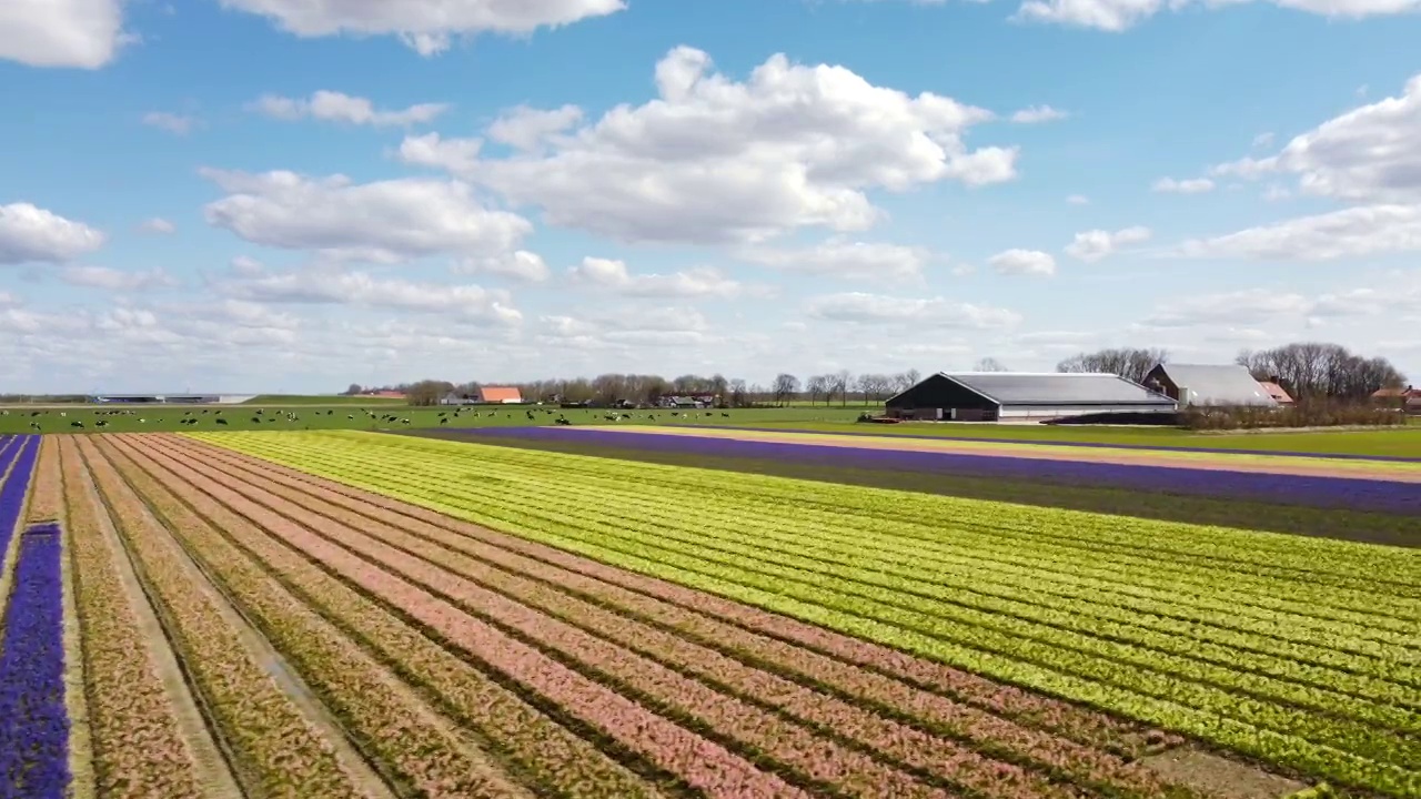在荷兰弗莱福兰的Noordoostpolder上，风信子花盛开在春天的农田里。无人机视角。