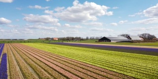 在荷兰弗莱福兰的Noordoostpolder上，风信子花盛开在春天的农田里。无人机视角。