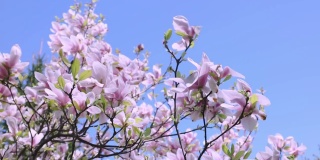 玉兰粉红色的花盛开，玉兰树枝蔚蓝的天空四月五月春天