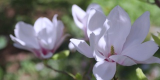 特写木兰花粉红色盛开的木兰花白色花瓣上的枝头