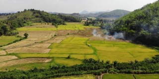 泰国焚烧农作物