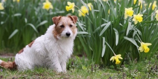 可爱快乐的宠物狗坐在草地上的水仙花春天