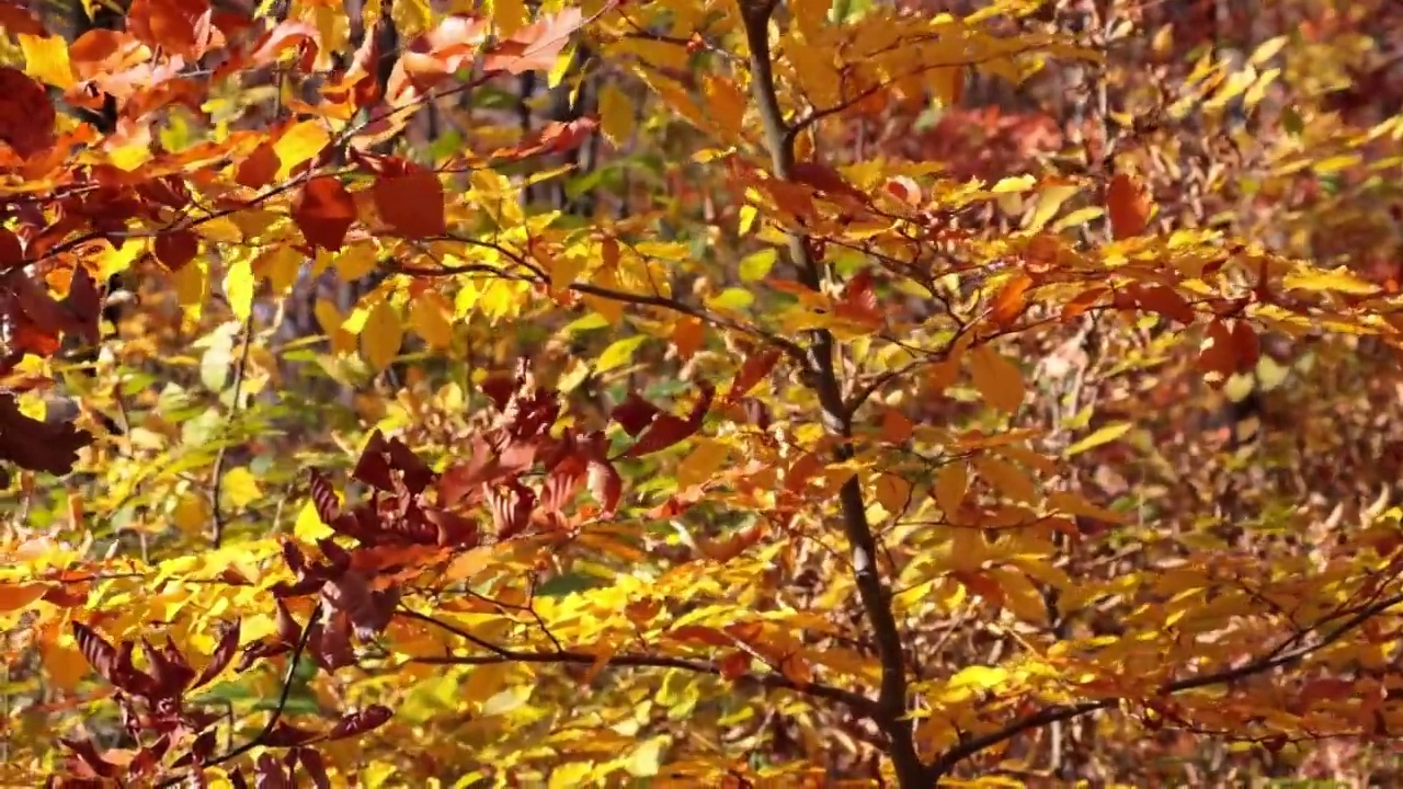 秋天，树叶在风中变黄