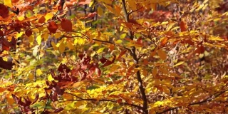 秋天，树叶在风中变黄