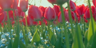 一个盛开着红色郁金香的花园。