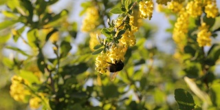 在蓝天的背景下，大黄蜂在花园里的黄花小檗上授粉。大自然在春天。