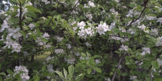 白色苹果开花在春天4K超高清