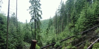 一架无人机在山林的树林间飞行。喀尔巴阡山脉。Gorgany。