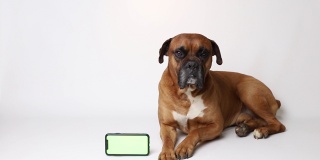 棕色狗与智能手机与色度键在白色背景